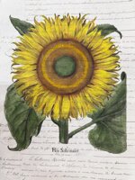 girasole-besler