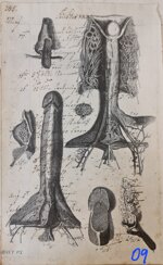 anatomia-manoscritto