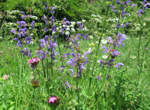 biodiversitÃ 2