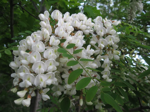 miele-di-acacia