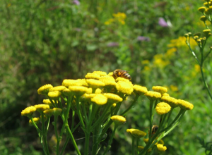 biodiversitÃ 1