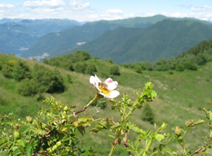 ape-rosa-selvatica1