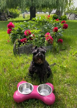 334e1d52-d708-40b0-ae69-bbad8b37fd4e