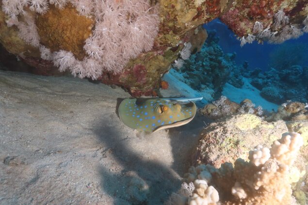 whatsapp image 2022-11-06 at 1.45.35 pm (6).jpeg