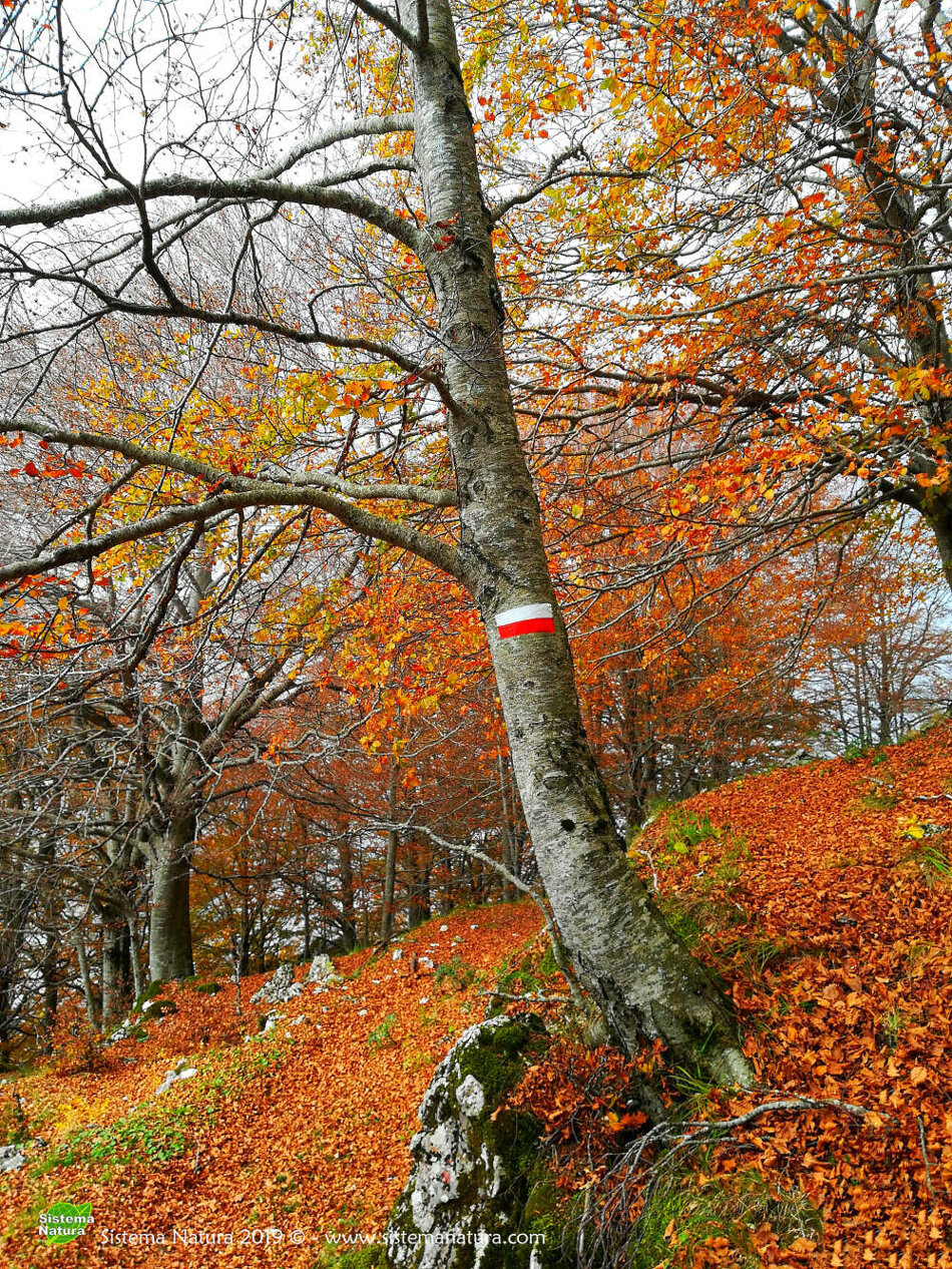 bb4e6f00-08d2-4e09-a5d8-655255431ee5