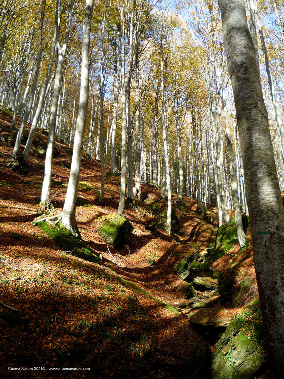 2c2dcae3-211d-44f4-ad03-d654471f0bc5