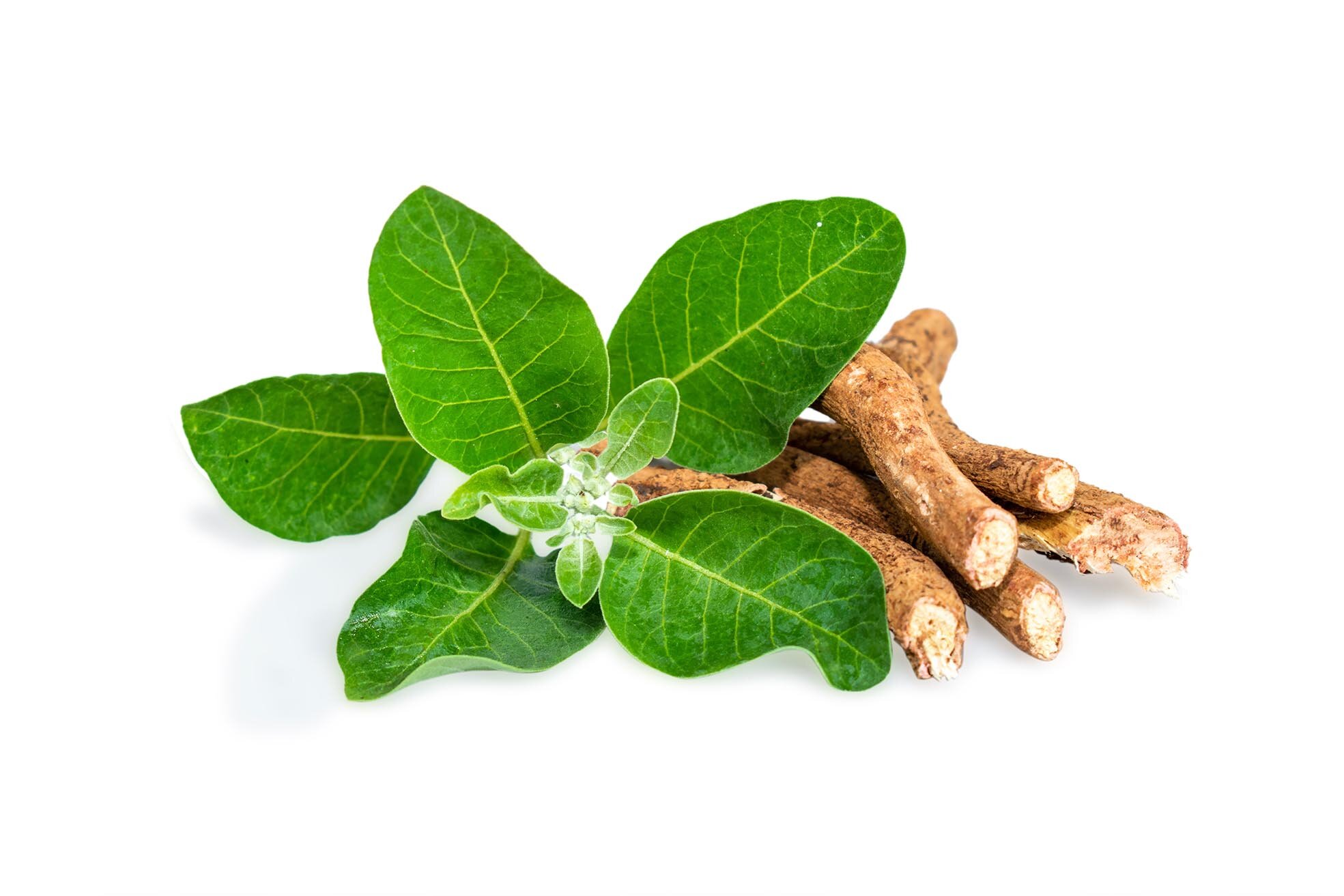 Ashwagandha, neurodivergenze e asse microbiota-intestino-cervello