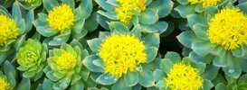 Rhodiola rosea