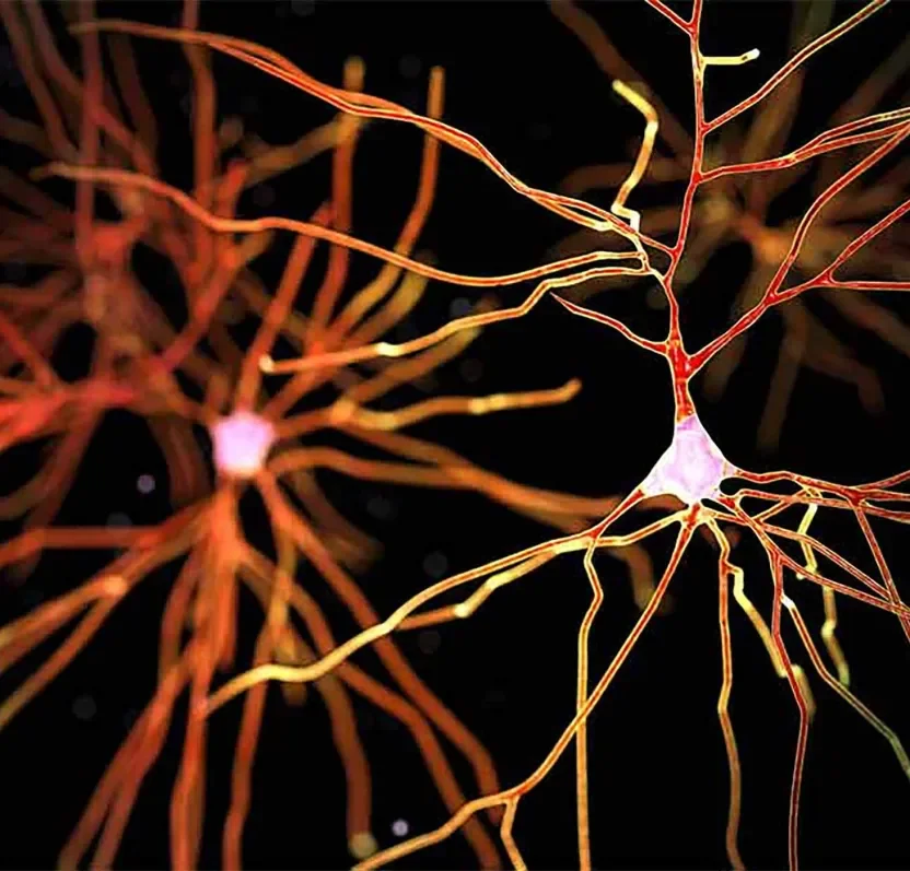 Dopamina e microbiota intestinale: quando l&rsquo;intestino modula motivazione, attenzione e comportamento