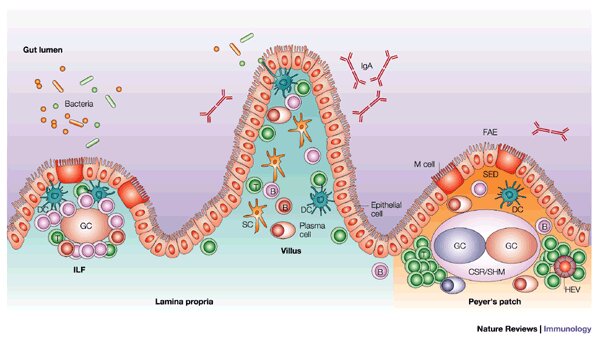 LPS e sviluppo immunitario intestinale
