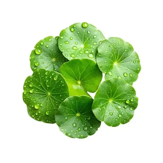 Centella asiatica e longevità: cosa ci dice la ricerca sui meccanismi dell'invecchiamento? Centella asiatica e longevità: cosa ci dice la ricerca sui meccanismi dell'invecchiamento?