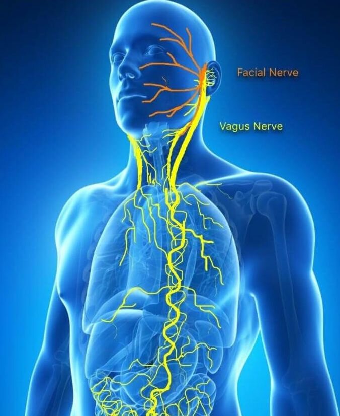 Stimolazione vagale e alimentazione: il ruolo dei cibi nel modulare l&rsquo;asse intestino-cervello