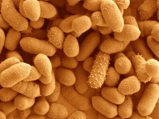 Bacteroides thetaiotaomicron (B. theta): batterio alleato dell&rsquo;intestino