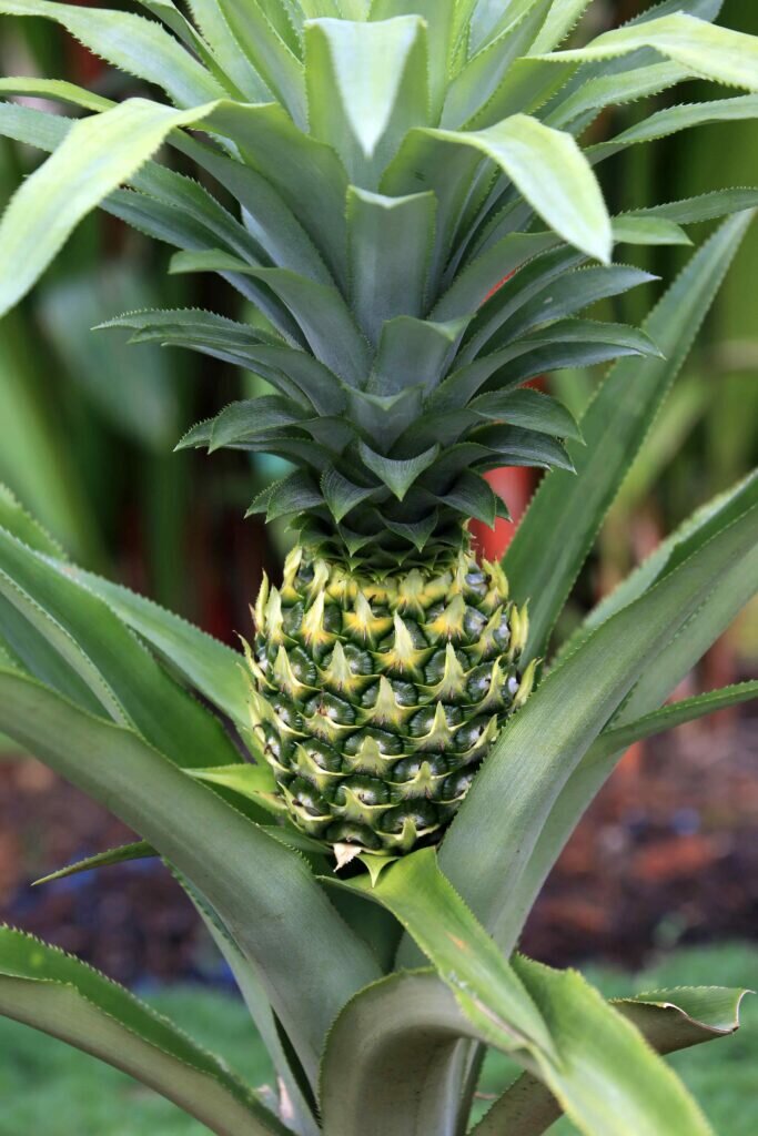Bromelina: tra infiammazione, stress ossidativo e medicina integrata Bromelina: tra infiammazione, stress ossidativo e medicina integrata