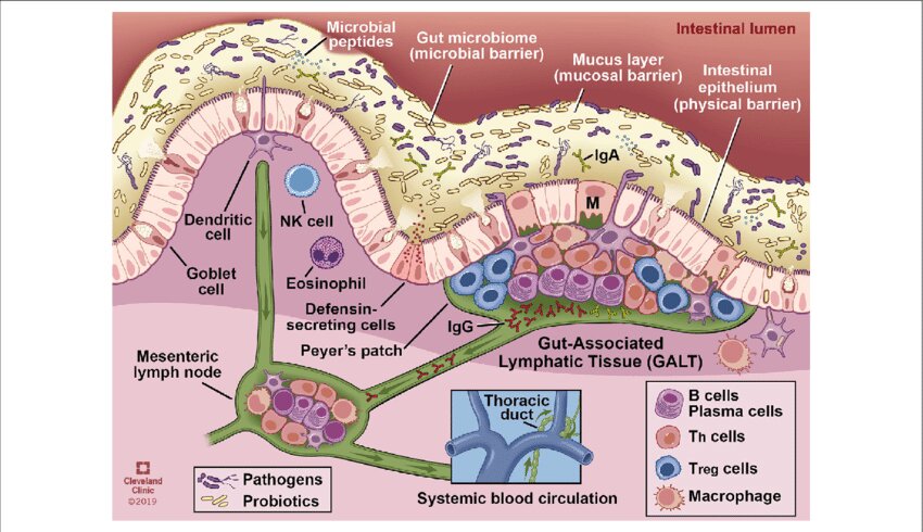 GALT e risposta immunitaria nel diabete di tipo 1