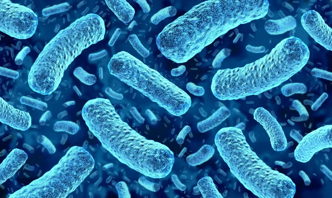 Akkermansia muciniphila e mantenimento del peso: cosa ci dice il nuovo studio pubblicato su Nature Medicine Akkermansia muciniphila e mantenimento del peso: cosa ci dice il nuovo studio pubblicato su Nature Medicine