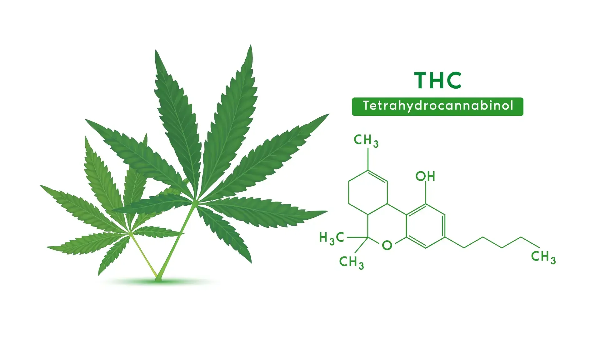 THC e disturbi dell’appetito: oltre il mito della “fame chimica” THC e disturbi dell’appetito: oltre il mito della “fame chimica”