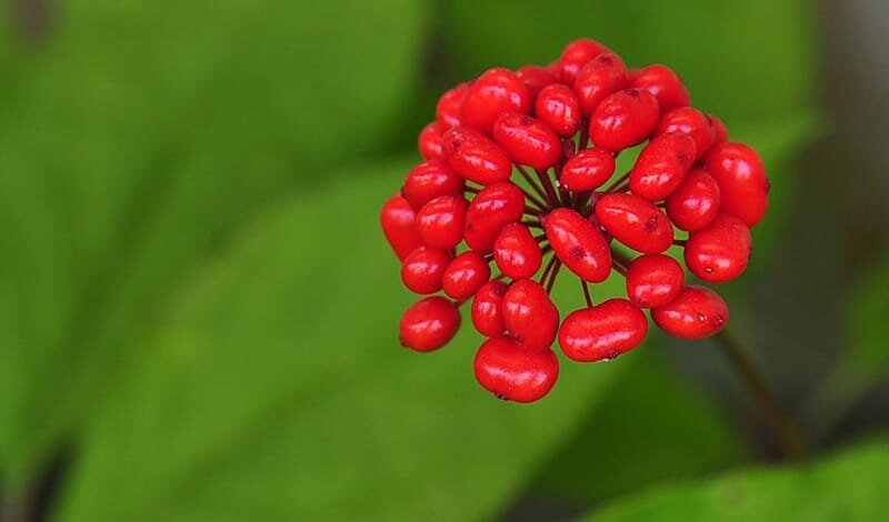 Panax ginseng e cervello: un adattogeno promettente per energia mentale e funzione cognitiva