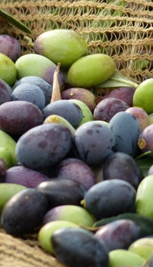 le nostre olive appena raccolte