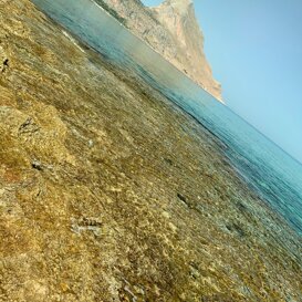 Pineta sul mare Acqua cristallina a Monte Cofano Pineta sul mare Acqua cristallina a Monte Cofano