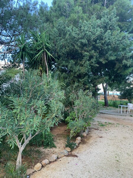 Pineta sul mare Pineta sul mare