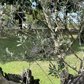 Parco B&B La Cassina Parco B&B La Cassina