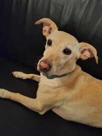 peggy.jpeg peggy.jpeg