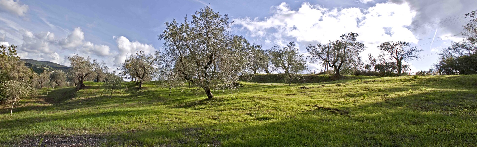 Olio oliva Castagneto Carducci Olio oliva Castagneto Carducci