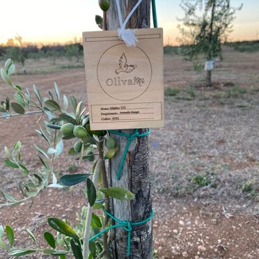 Un ulivo, un nome Ogni ulivo adottato durante la campagna OLIVAMI di HOSTPITARE porterà il nome del suo adottante Un ulivo, un nome Ogni ulivo adottato durante la campagna OLIVAMI di HOSTPITARE porterà il nome del suo adottante