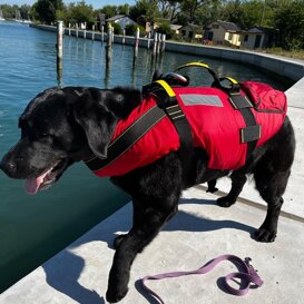Cani da Salvataggio Attività ludiche in mare e soccorso