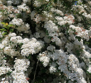 img_3475.jpeg