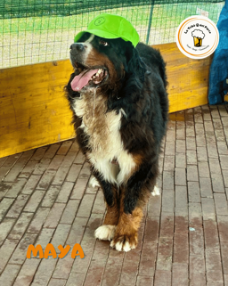 2a4266c9-369b-4316-9f72-73c386d6d703