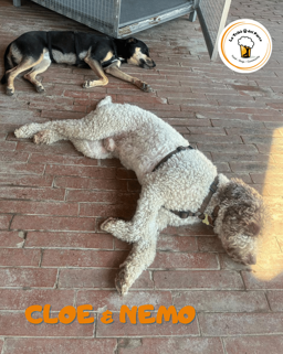 410169c2-d9e9-4adb-9dd4-47c10b9c5742