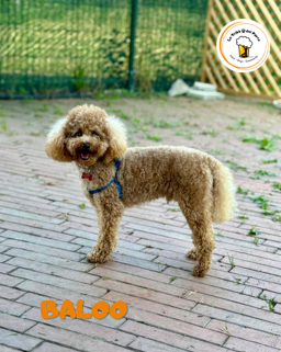 f4ed537d-bc2d-4c36-b26d-5cfa48effd48