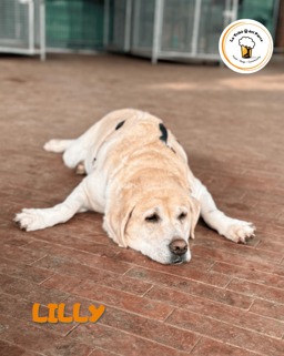 007096e2-b365-4186-825e-1ad070053cf8