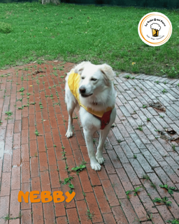 1c9be01e-9ed2-4591-b90c-9eae39db6cd4