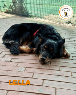 51ee3950-5e5c-4f87-b3d5-0ae5c2433133