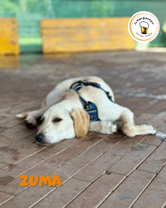 96ff1b25-1626-437d-8d3d-891c3308a7cf