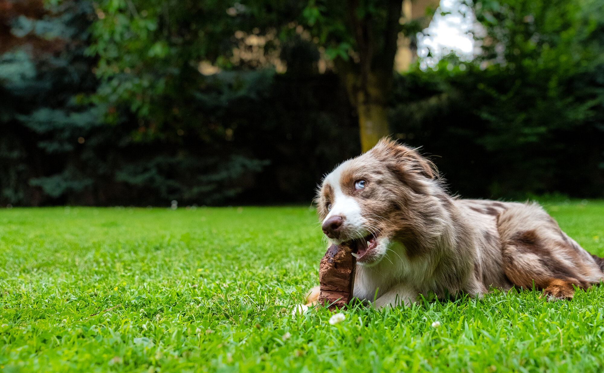…e se piove? 5 Attività per evitare che il tuo cane si annoi in casa …e se piove? 5 Attività per evitare che il tuo cane si annoi in casa