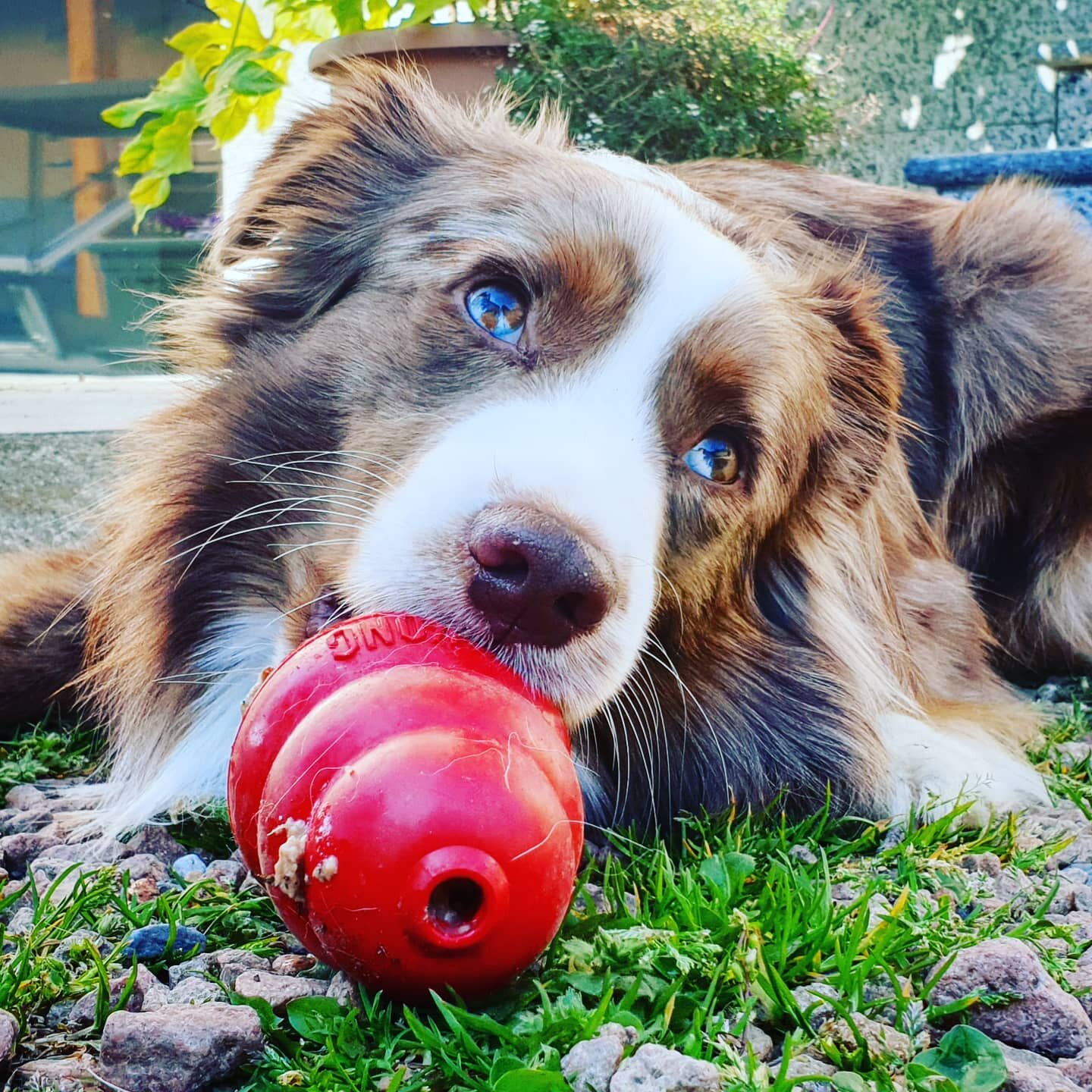 Cos&rsquo;&egrave; il Kong?