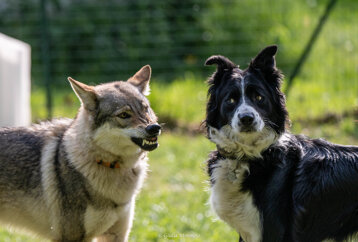 47af952f-d49c-4cea-8b9e-9c6407763387