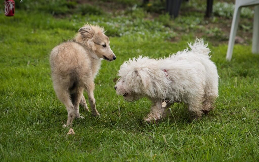 I cani comunicano? Certo che si!
