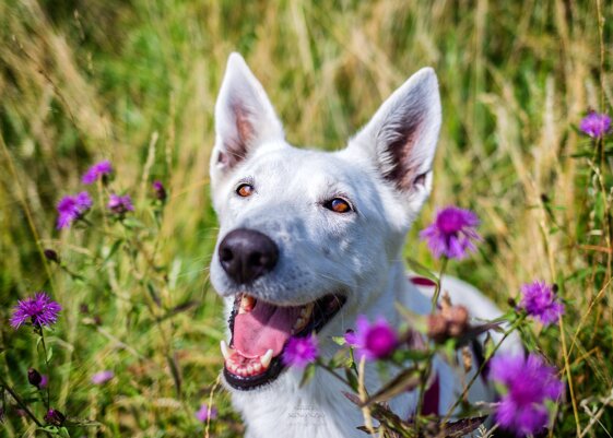 29e954f6-66ae-4540-bd9e-36a49278190a