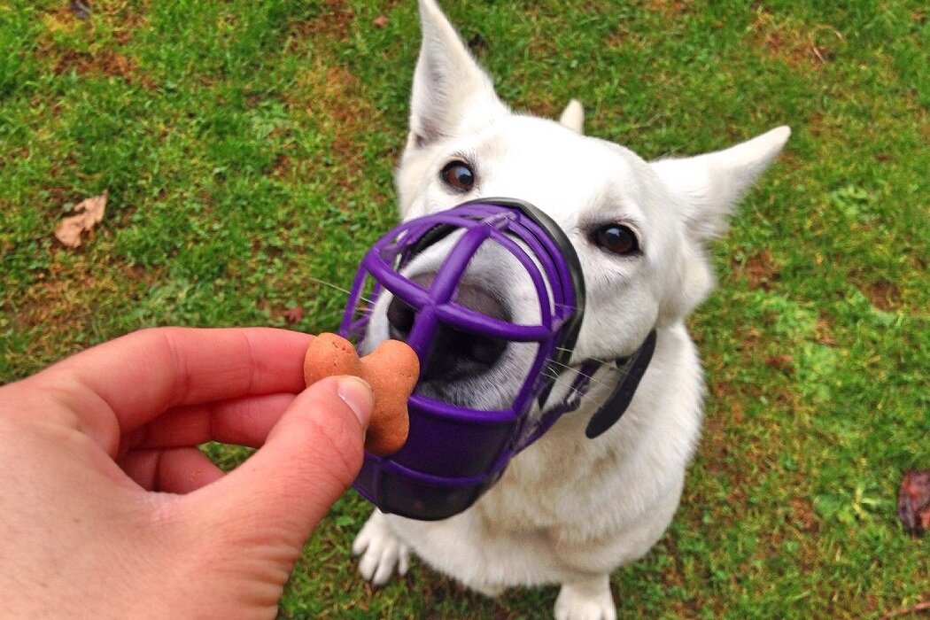 Museruola: come indossarla giocando Museruola: come indossarla giocando