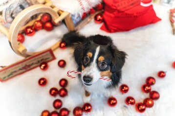 a3788c67-558b-4c95-8d98-b1f831cbc0ea