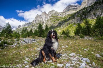 8a5cecdb-bf90-4b77-9008-8f3f67ccd345