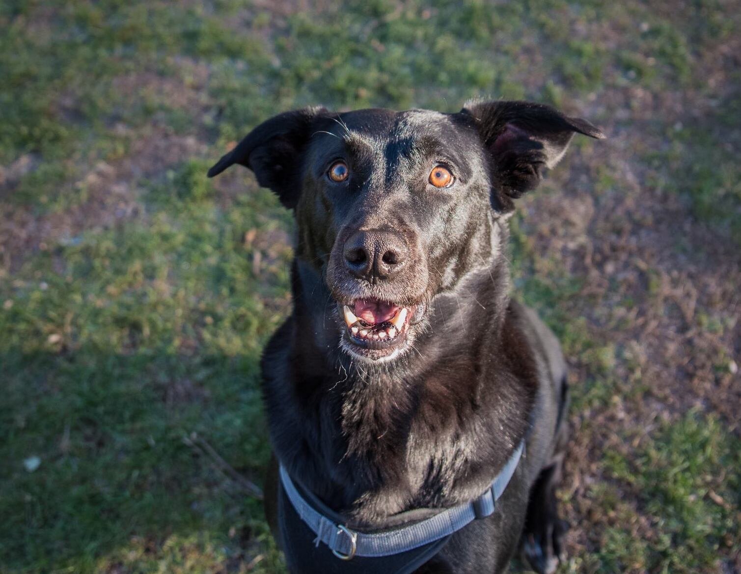 Richieste di attenzione