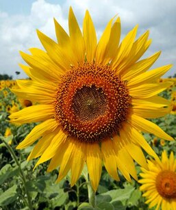 28cf3825-7e93-485b-81fc-b222a3207b10