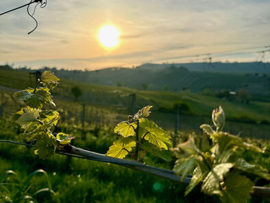 img_1823.jpeg img_1823.jpeg