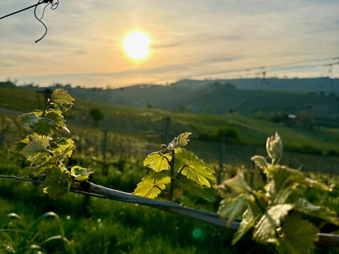 img_1823.jpeg img_1823.jpeg